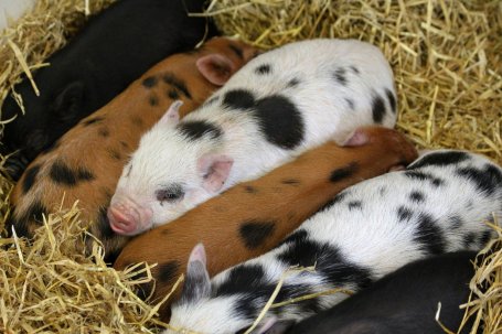 Pigs